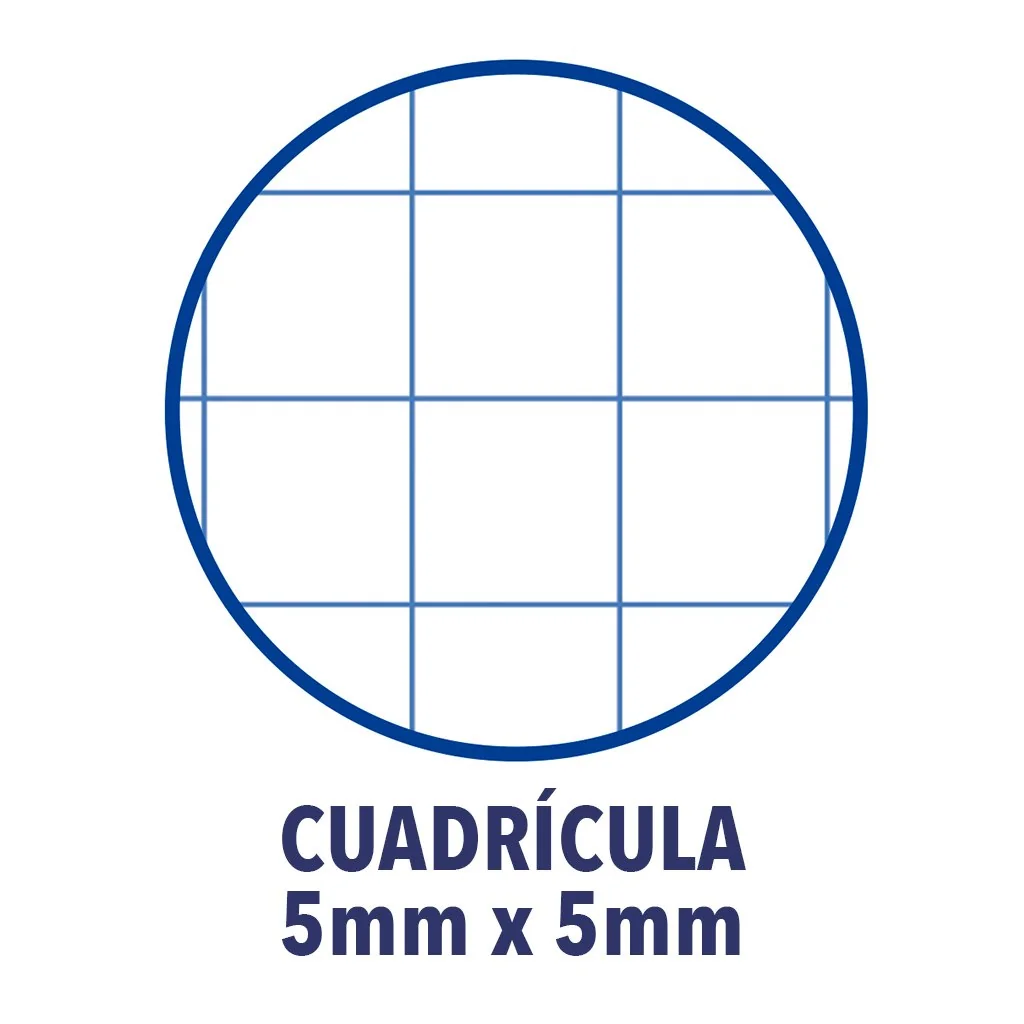 Oxford Hojas Cuadriculadas A4 Perforadas, Recambio Archivador, 250 Hojas, Cuadrícula 5x5, 5 Colores Vivos de Banda